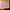 Glow Lines –  MAX 24 (New Launch)